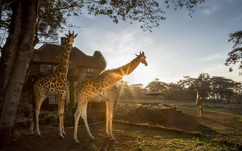 Two giraffes grazing at the Giraffe Manor in Nairobi.